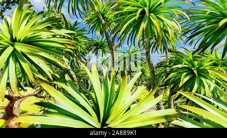 Cavolo Palm tree (Sabal palmetto) cielino Foto Stock