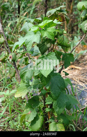 Boccola di ribes con foglie verdi di close-up. Ribes potati bush dopo il raccolto. Berry boccole per una residenza estiva. Foto Stock