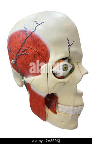 Anatomia del cranio Foto Stock