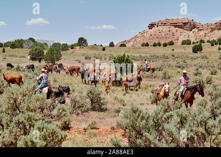 I cowboys sentito vacche attraverso la gamma in grande scala Escalante, Utah, Stati Uniti d'America Foto Stock