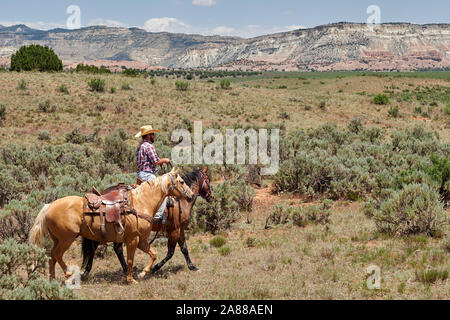 I cowboys sentito vacche attraverso la gamma in grande scala Escalante, Utah, Stati Uniti d'America Foto Stock
