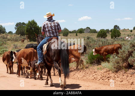 I cowboys sentito vacche attraverso la gamma in grande scala Escalante, Utah, Stati Uniti d'America Foto Stock