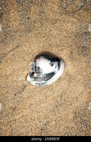 Ostriche piatte conchiglia di mare sulla sabbia bagnata su una spiaggia tropicale avvistato al con la bassa marea. La fotografia di sfondo. Copia per lo spazio per il testo. Foto Stock