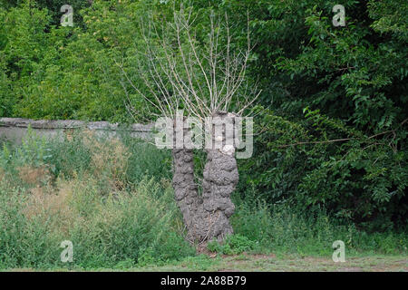 Albero secco su uno sfondo di lussureggianti alberi verdi. Lonely in piedi albero secco in una radura della foresta nella stagione estiva. Protezione ambientale e environmen Foto Stock