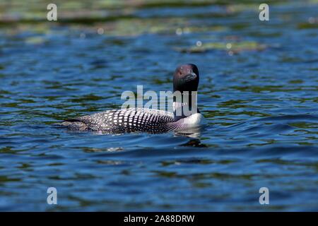 Un comune loon nuoto di trota lago nel Northwoods villaggio di Boulder Junction, Wisconsin. Foto Stock