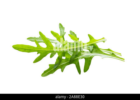 Foglie di rucola isolati su sfondo bianco. Foto Stock