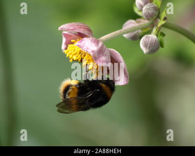 Buff-tailed Bumblebee su Anemone giapponese Foto Stock