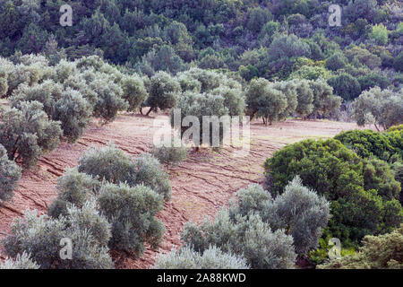 Uliveto in Andalusia, Spagna meridionale. Foto Stock