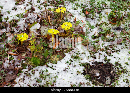 Mole repeller autonoma nel giardino. foro di minare da una mole. Foto Stock