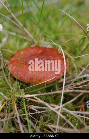 Rufous Milkcap funghi (Lactarius rufus). Ampia collina bosco di conifere. Aberdeen, Scozia, Regno Unito. Foto Stock