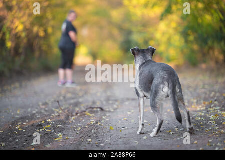 Addestramento del cane nella foresta di autunno. La donna chiede il cane Foto Stock