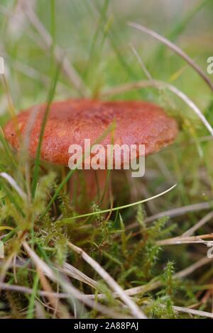 Rufous Milkcap funghi (Lactarius rufus). Ampia collina bosco di conifere. Aberdeen, Scozia, Regno Unito. Foto Stock