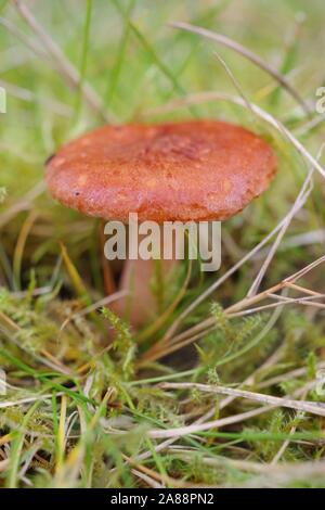 Rufous Milkcap funghi (Lactarius rufus). Ampia collina bosco di conifere. Aberdeen, Scozia, Regno Unito. Foto Stock