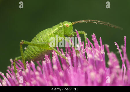 Chiazzato Bush Cricket nymph (Leptophyes punctatissima) seduto sul fiore di cardo. Tipperary, Irlanda Foto Stock