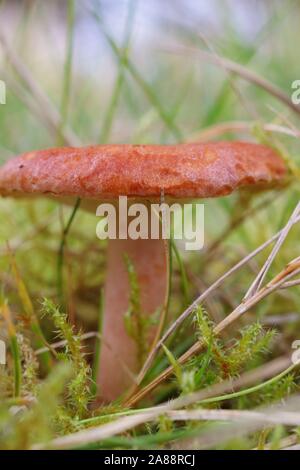 Rufous Milkcap funghi (Lactarius rufus). Ampia collina bosco di conifere. Aberdeen, Scozia, Regno Unito. Foto Stock