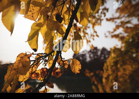 Profondità di campo (messa a fuoco selettiva) immagine con foglie di autunno durante una giornata di sole Foto Stock