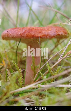 Rufous Milkcap funghi (Lactarius rufus). Ampia collina bosco di conifere. Aberdeen, Scozia, Regno Unito. Foto Stock