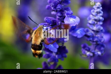 Il Colibrì clearwing,Hemaris thysbe comunemente noto come hawk moth Foto Stock