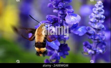 Il Colibrì clearwing,Hemaris thysbe comunemente noto come hawk moth Foto Stock