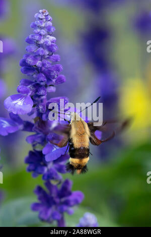 Il Colibrì clearwing,Hemaris thysbe comunemente noto come hawk moth Foto Stock