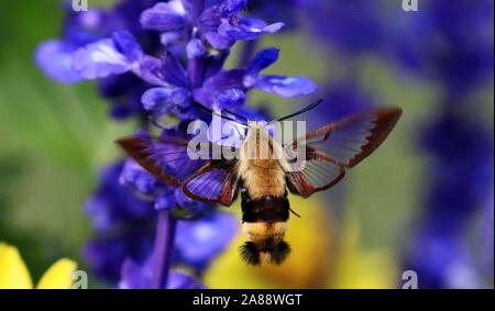 Il Colibrì clearwing,Hemaris thysbe comunemente noto come hawk moth Foto Stock