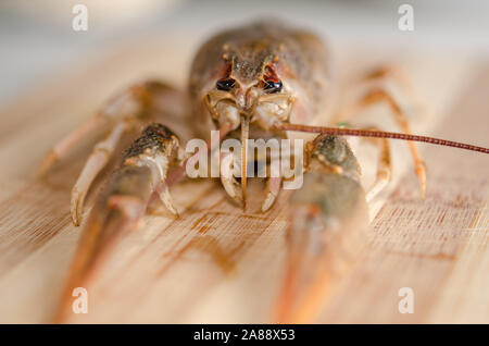 Tradizionale birra di deliziosi snack. Gamberi vivi sulla cucina in legno bordo close-up. Foto Stock