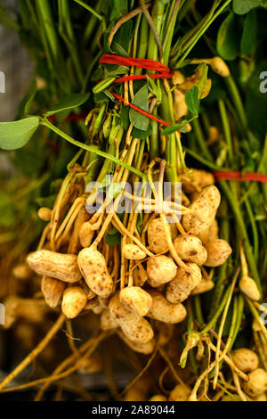 Arachidi fresche piante con radici Peanut Foto Stock