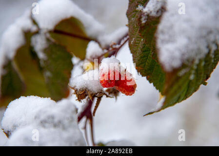 Lampone su un ramo con foglie, coperto di neve. Foto Stock