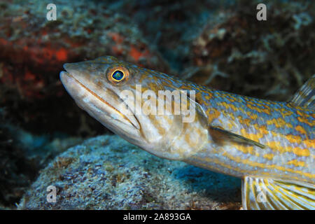 Sabbia diver (lizardfish Synodus intermedius) sott'acqua nel mar dei Caraibi di Bonaire Foto Stock