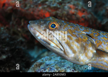 Sabbia diver (lizardfish Synodus intermedius) sott'acqua nel mar dei Caraibi di Bonaire Foto Stock