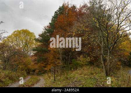 Colore di autunno in Northumberland REGNO UNITO Foto Stock