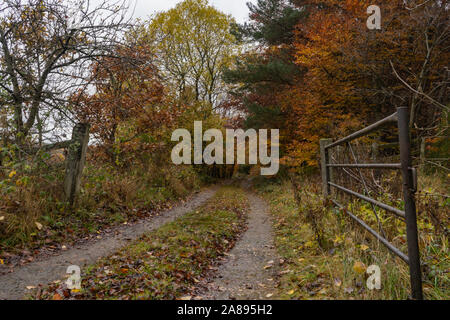 Colore di autunno in Northumberland REGNO UNITO Foto Stock