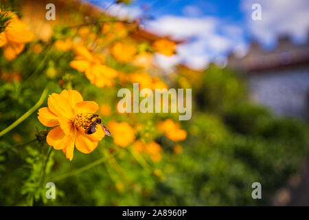 Cosmo giallo dei fiori di zolfo o il cosmo un bee sciamatura fiori nel parco in mezzo alla foresta e verde parco naturale e bella abstract bl Foto Stock