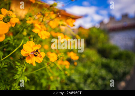 Cosmo giallo dei fiori di zolfo o il cosmo un bee sciamatura fiori nel parco in mezzo alla foresta e verde parco naturale e bella abstract bl Foto Stock