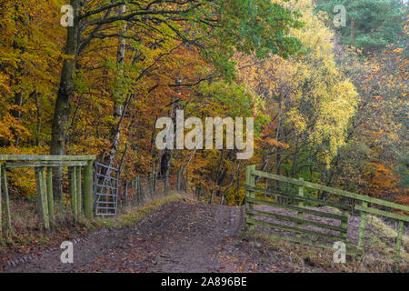 Colore di autunno in Northumberland REGNO UNITO Foto Stock