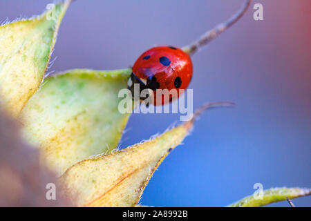 Macro di ladybug su una lama di erba del sole al mattino Foto Stock