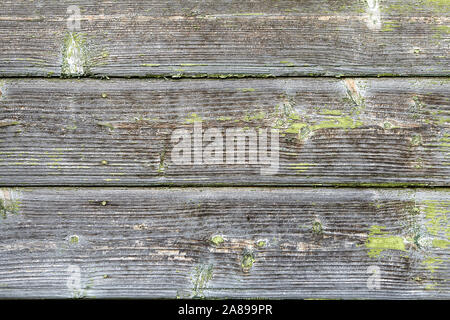 Abstract texture di legno del vecchio pino grigio schede con tracce di sfogliatura, peeling vernice verde. Foto Stock