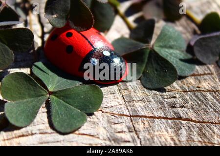 La foto mostra una coccinella sul terreno in legno Foto Stock