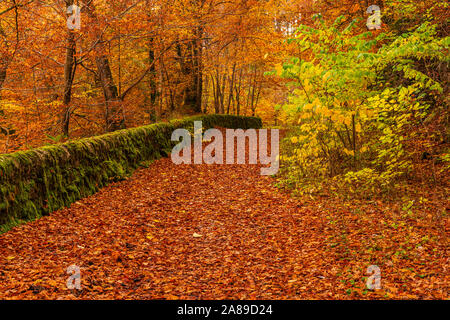 Un sentiero di bosco ricoperto da un tappeto di foglie durante la stagione autunnale Foto Stock
