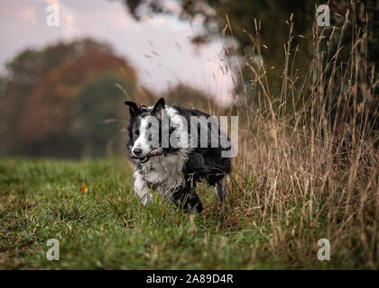 Border Collie in una passeggiata nella campagna inglese Foto Stock