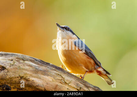 Northampton, Regno Unito, un picchio muratore. Sitta europaea (sittidae) alimentazione in un giardino sul retro durante il sole e docce questo pomeriggio. Foto Stock