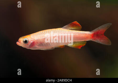 Tanichthys albonubes rosso fuoco,Kardinalfisch,White Cloud Mountain Minnow Foto Stock