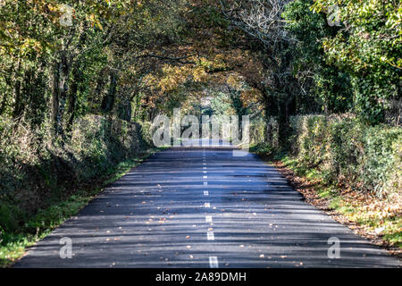 Tunnel di alberi lungo una strada diritta Foto Stock