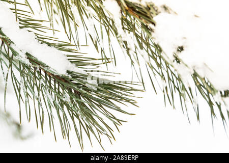 Soffice neve sui rami di pino. Inverno nel bosco di abete rosso. Foto Stock