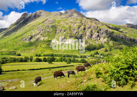 Gregge di Herdwick pascolo di ovini in Gran Langdale valle sotto il Pike of Stickle Loft falesia Thorn roccioso e Harrison Stickle picchi Lake District Inghilterra Foto Stock