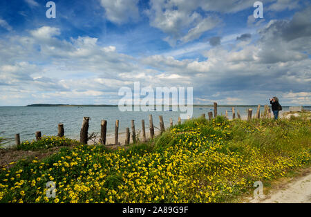 Birdwatching sulle rive del fiume Sado. Alcácer do Sal, Portogallo Foto Stock