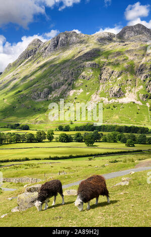 Due Herdwick pascolo di ovini in Gran Langdale valle sotto il Pike of Stickle Loft falesia Thorn roccioso e Harrison Stickle picchi Lake District Inghilterra Foto Stock