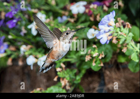 Femmina Rufous Hummingbird (Selasphorus rufus) alimentando ad un fiore Foto Stock