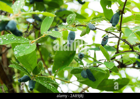 Caprifoglio bacche crescono nel giardino. Piante e foglie con gocce di pioggia Foto Stock