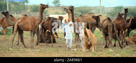 Cammellieri indiani con i suoi cammelli durante la fiera internazionale del cammello in Pushkar, Rajasthan, India. Foto: Sumit Saraswat Foto Stock